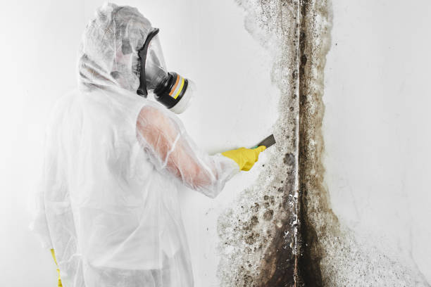 Best Professional Mold Removal  in Homedale, ID