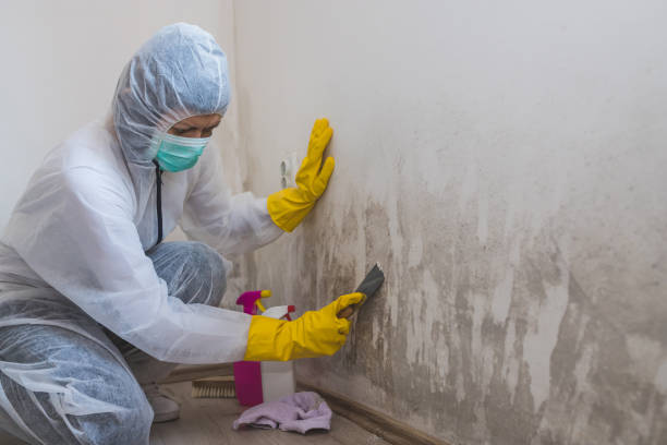 Best Toxic Mold Removal  in Homedale, ID