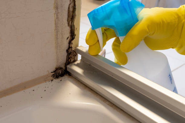 Crawl Space Mold Removal in Homedale, ID