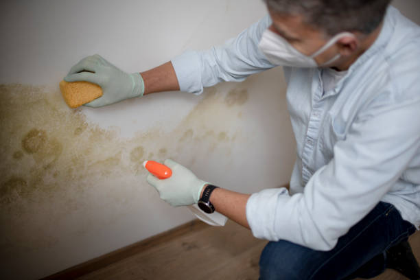Best Mold Damage Repair  in Homedale, ID