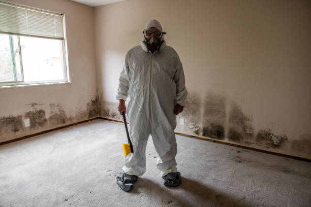 Best Mold Removal and Inspection  in Homedale, ID