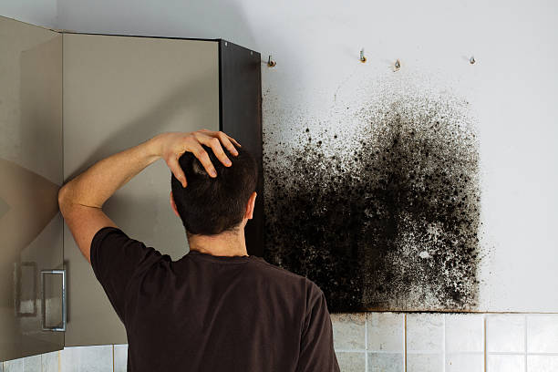 Attic Mold Removal in Homedale, ID