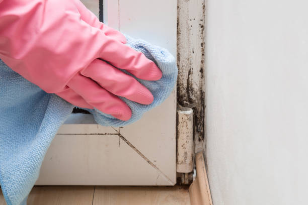 Best Mold Cleaning Services  in Homedale, ID